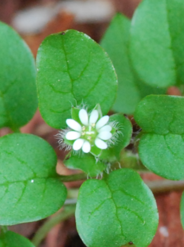 White flowerpng